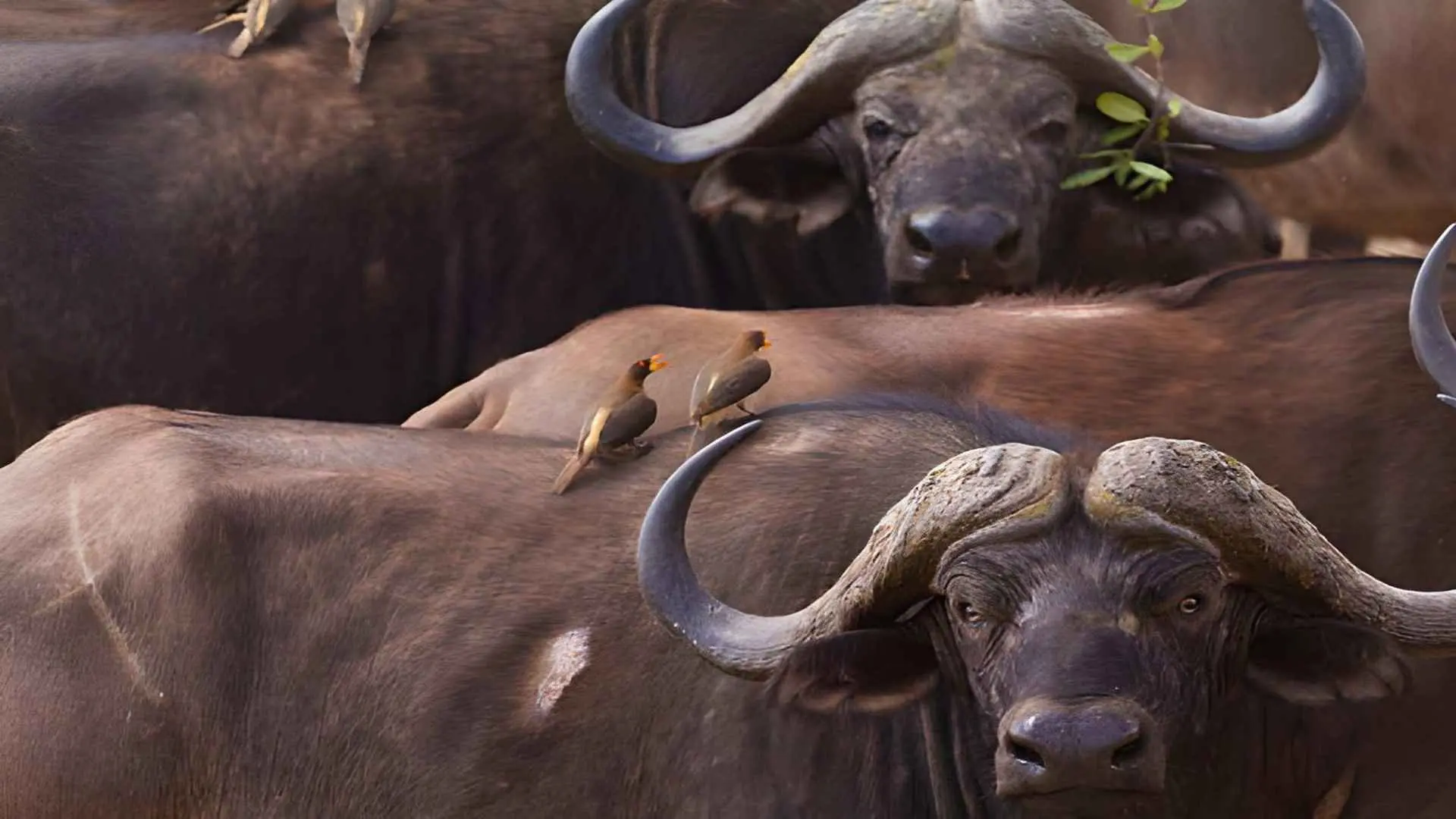 Cape buffalo herd with oxpeckers feeding on their backs