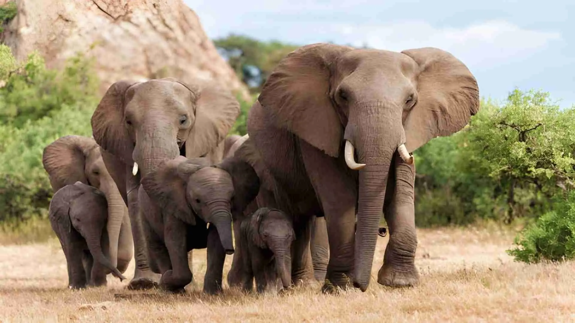 An elephant family with calves crossing open grassland in the Serengeti