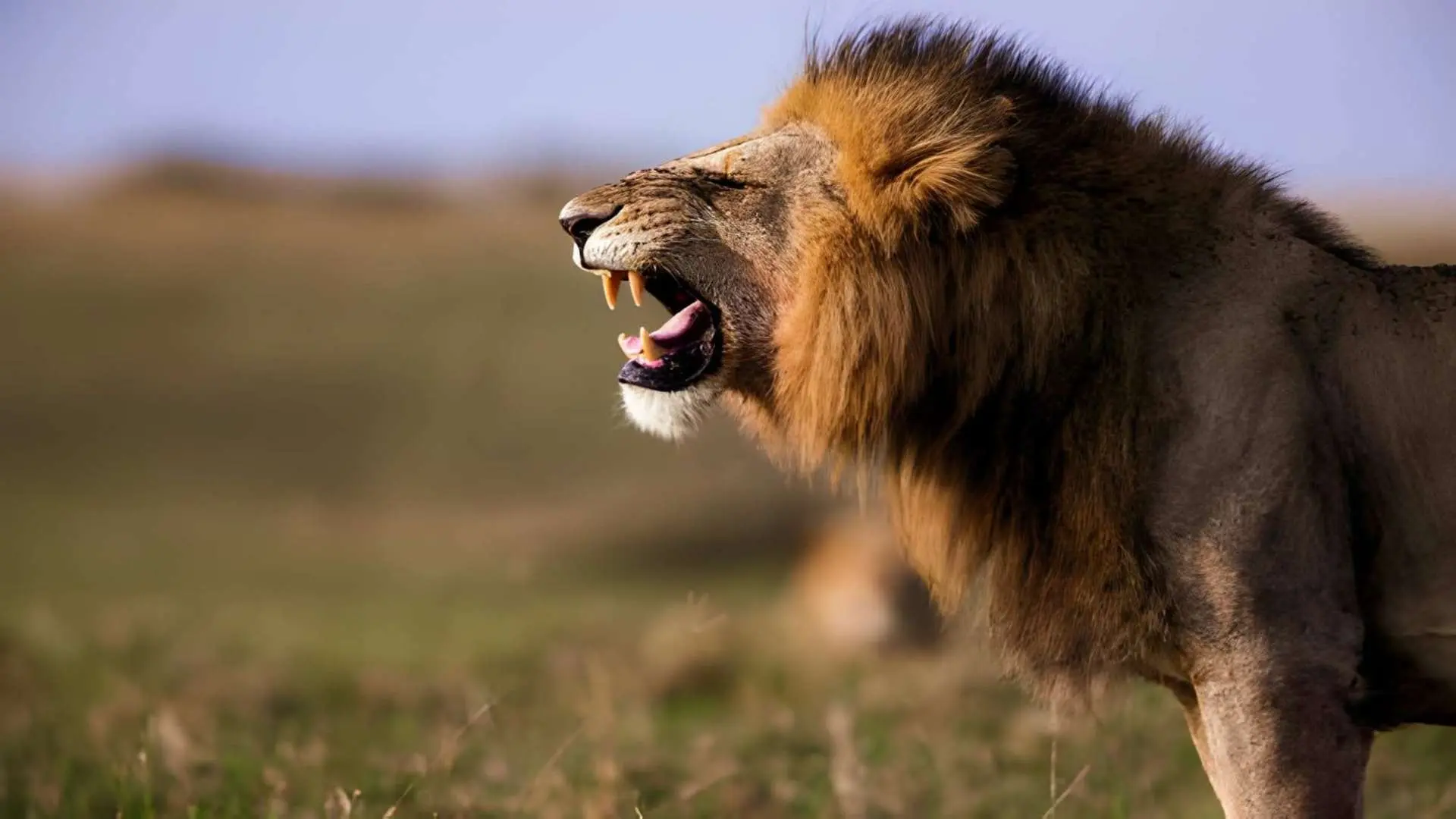 A male lion calling on the open plains of the Serengeti